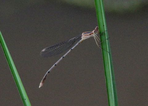 Unknown Damselfly, Wilpattu, Sri Lanka Unknown damselfly, unable to identify. Dragonfly,Insects,animal,animals,damselflies,damselfly,dragonflies,insect
