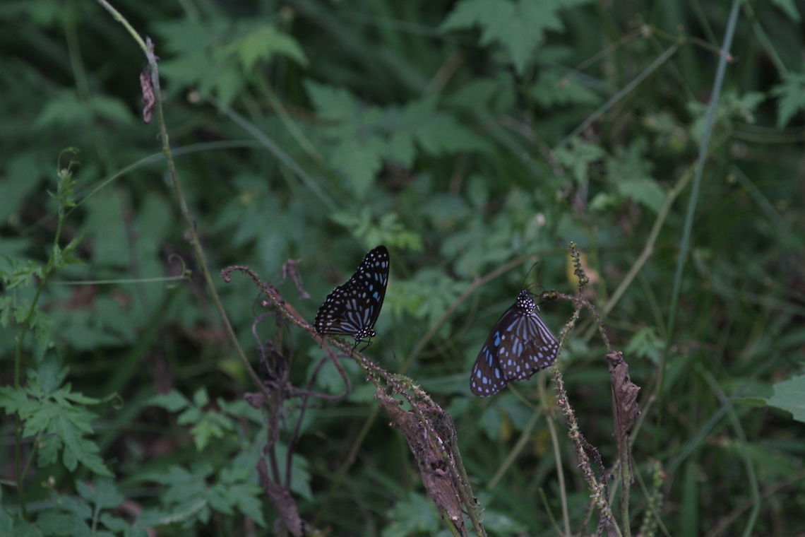 Dark Blue Tiger, Wilpattu, Sri Lanka  Animalia,Arthropoda,Butterfly,Dark Blue Tiger,Insects,Tirumala septentrionis,animal,animals,arthropod,butterflies,sri