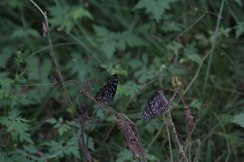 Dark Blue Tiger, Wilpattu, Sri Lanka  Animalia,Arthropoda,Butterfly,Dark Blue Tiger,Insects,Tirumala septentrionis,animal,animals,arthropod,butterflies,sri