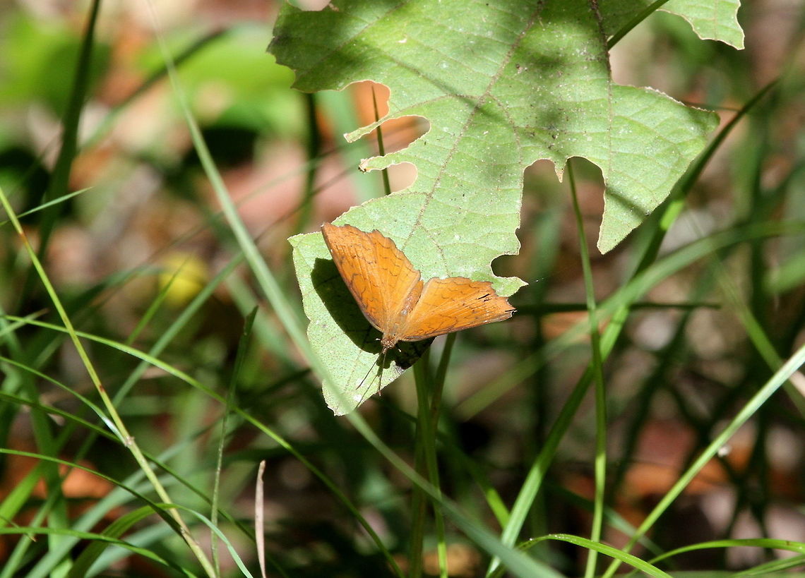 Angled Castor, Wilpattu National Park, Sri Lanka  Angled Castor,Animalia,Ariadne ariadne,Arthropoda,Arthropods,Butterfly,Insects,Sri Lanka,animal,animals,arthropod,butterflies,insect