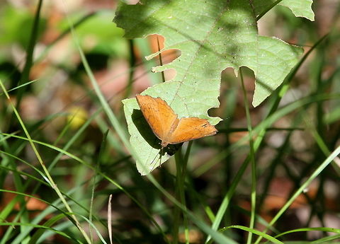 Angled Castor, Wilpattu National Park, Sri Lanka  Angled Castor,Animalia,Ariadne ariadne,Arthropoda,Arthropods,Butterfly,Insects,Sri Lanka,animal,animals,arthropod,butterflies,insect