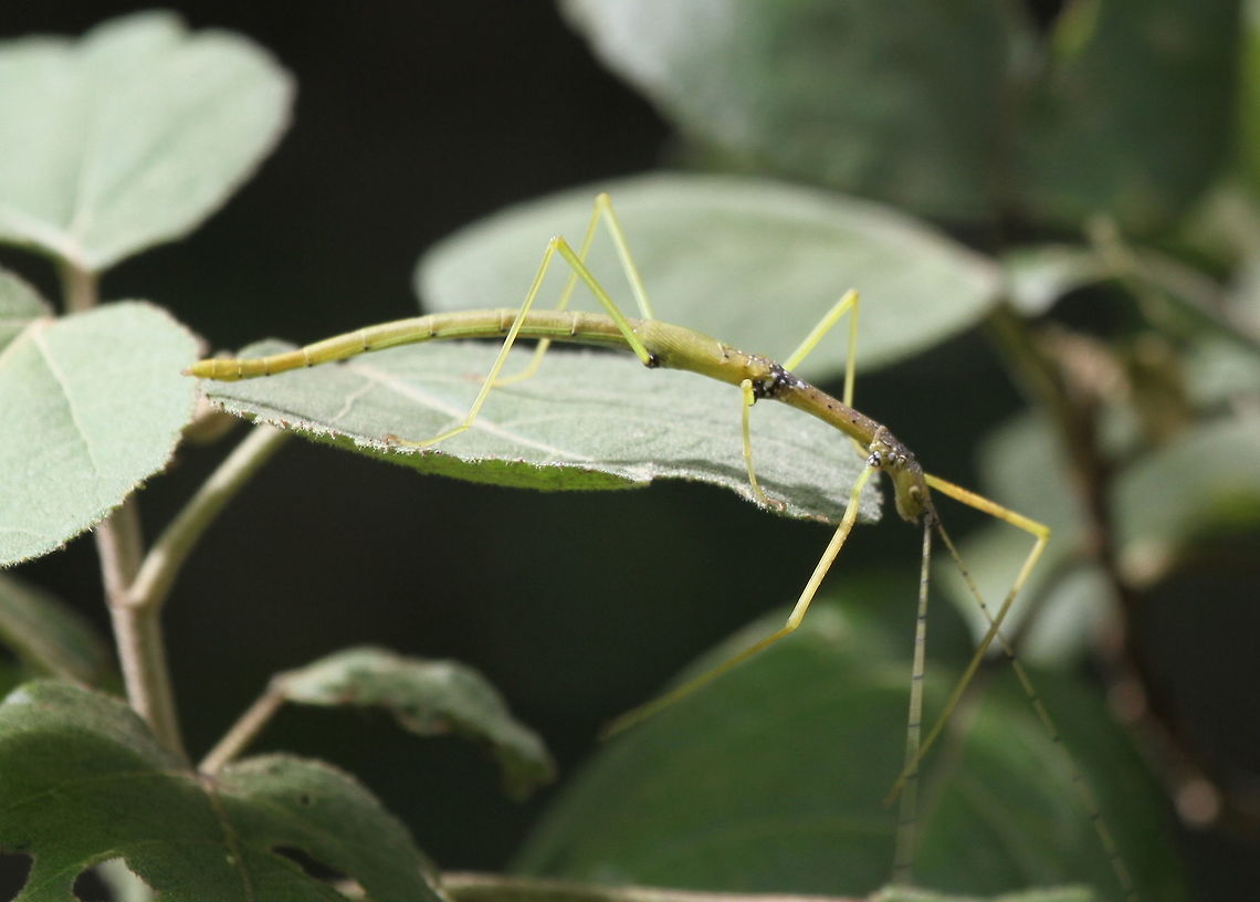 Unknown Stick Insect, Wilpattu National Park, Sri Lanka  Arthropoda,Arthropods,Insects,Sri Lanka,Stick insect,Stick insects,animal,animals,arthropod,insect