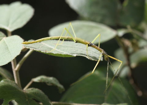 Unknown Stick Insect, Wilpattu National Park, Sri Lanka  Arthropoda,Arthropods,Insects,Sri Lanka,Stick insect,Stick insects,animal,animals,arthropod,insect