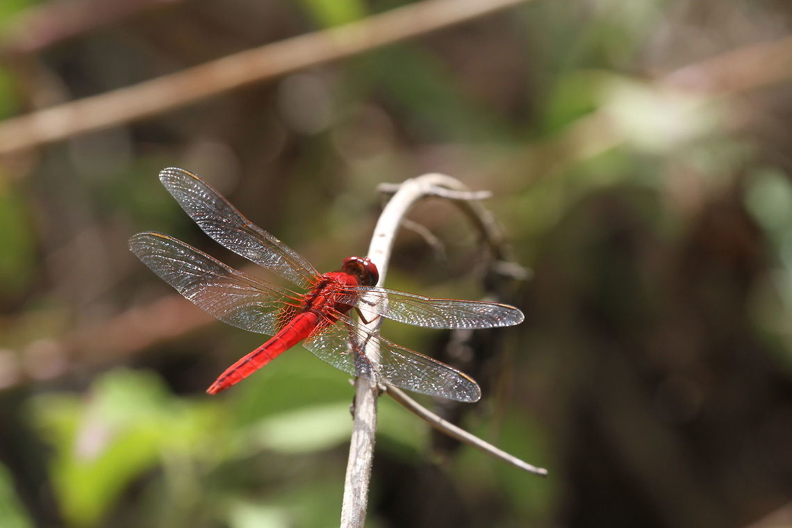 Oriental Scarlet, Wilpattu National Park, Sri Lanka  Crocothemis servilia,Scarlet Skimmer,animal,animals,arthropod,arthropoda,arthropods,dragonflies,dragonfly,insect,insects,sri lanka