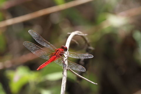 Oriental Scarlet, Wilpattu National Park, Sri Lanka  Crocothemis servilia,Scarlet Skimmer,animal,animals,arthropod,arthropoda,arthropods,dragonflies,dragonfly,insect,insects,sri lanka
