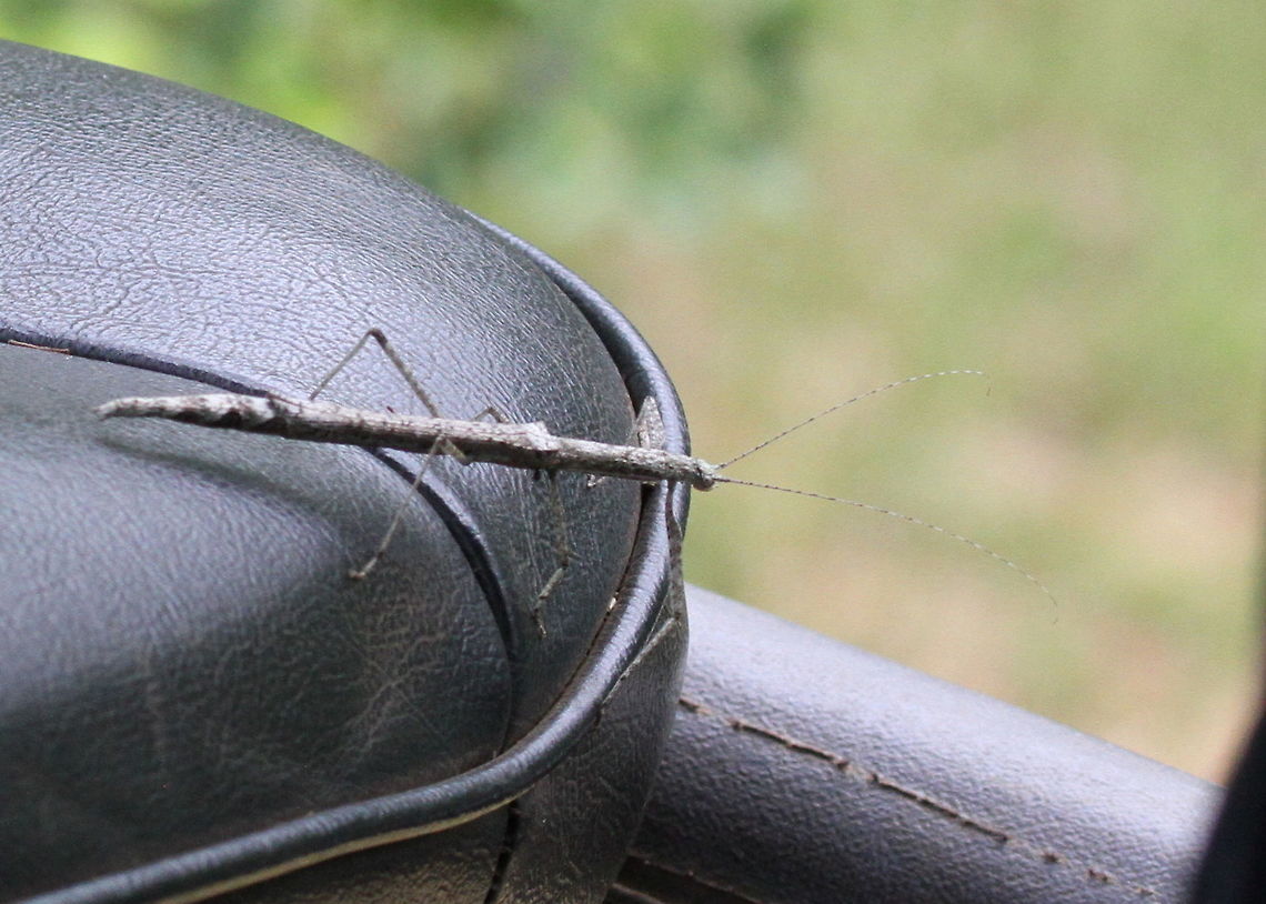 Unknown Stick Insect, Wilpattu National Park, Sri Lanka  Animal,animalia,animals,arthropod,arthropoda,arthropods,insect,insects,sri lanka,stick insect,stick insects