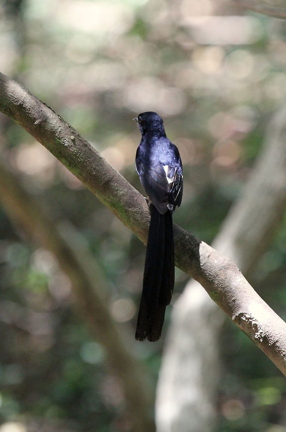 White Rumped Shama, Wilpattu National Park, Sri Lanka  Copsychus malabaricus,Sri Lanka,White-rumped shama,animal,animalia,animals,aves,bird,birds