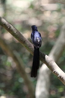 White Rumped Shama, Wilpattu National Park, Sri Lanka  Copsychus malabaricus,Sri Lanka,White-rumped shama,animal,animalia,animals,aves,bird,birds