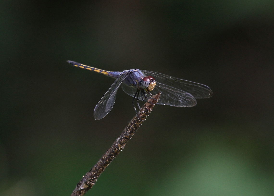 Blue Persuer, Wilpattu National Park, Sri Lanka  Potamarcha congener,Yellow-tailed Ashy Skimmer,animal,animalia,animals,arthropod,arthropoda,arthropods,dragonflies,dragonfly,insect,insects,sri lanka