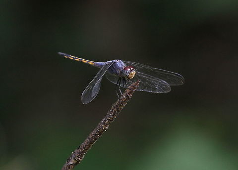 Blue Persuer, Wilpattu National Park, Sri Lanka  Potamarcha congener,Yellow-tailed Ashy Skimmer,animal,animalia,animals,arthropod,arthropoda,arthropods,dragonflies,dragonfly,insect,insects,sri lanka