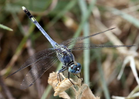 Blue Percher, Wilpattu National Park, Sri Lanka  Blue Percher,Diplacodes trivialis,Sri Lanka,animal,animals,arthropod,arthropoda,arthropods,dragonflies,dragonfly,insect,insects
