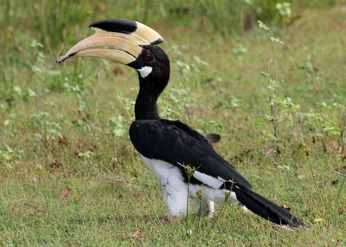 Malabar Pied Hornbill, Wilpattu National Park, Sri Lanka  Anthracoceros coronatus,Aves,Hornbill,Malabar pied hornbill,Sri Lanka,animal,animals,bird,birds