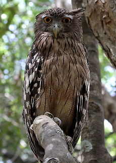 Brown Fish Owl, Wilpattu National Park, Sri Lanka  Brown fish owl,Bubo zeylonensis,Sri Lanka,animal,animals,bird,birds,owl