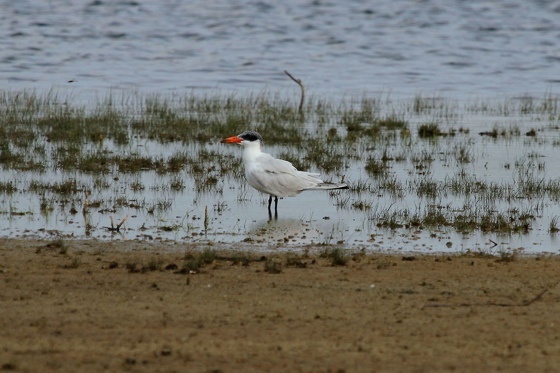Caspian Tern, Wilpattu National Park, Sri Lanka  Caspian tern,Hydroprogne caspia,Sri Lanka,animal,animals,aves,bird,birds