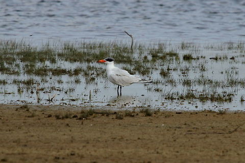 Caspian Tern, Wilpattu National Park, Sri Lanka  Caspian tern,Hydroprogne caspia,Sri Lanka,animal,animals,aves,bird,birds