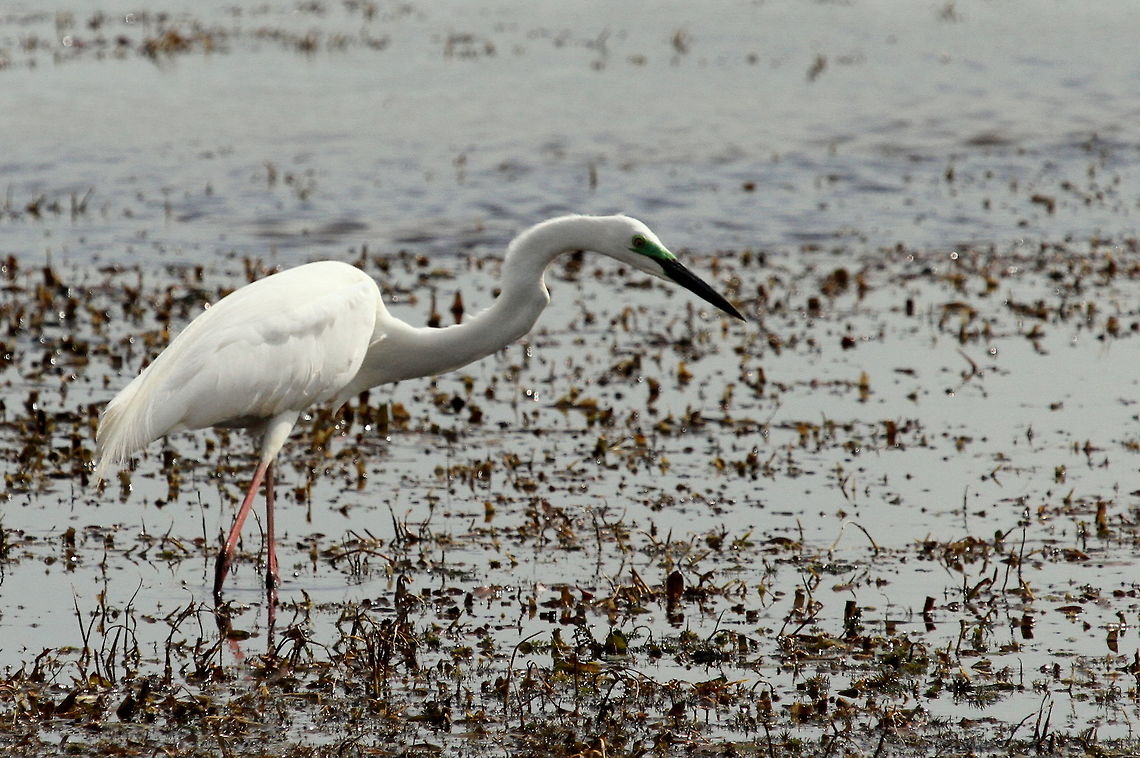 Great Egret, Wilpattu National Park, Sri Lanka  Ardea alba,Egret,Great egret,Sri Lanka,aves,bird,birds