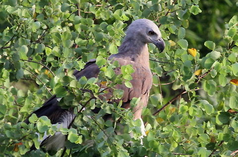 Tank Eagle, Wilpattu National Park, Sri Lanka  Grey-headed fish eagle,Ichthyophaga ichthyaetus,Sri Lanka,animal,animals,aves,bird,birds,eagle,eagles