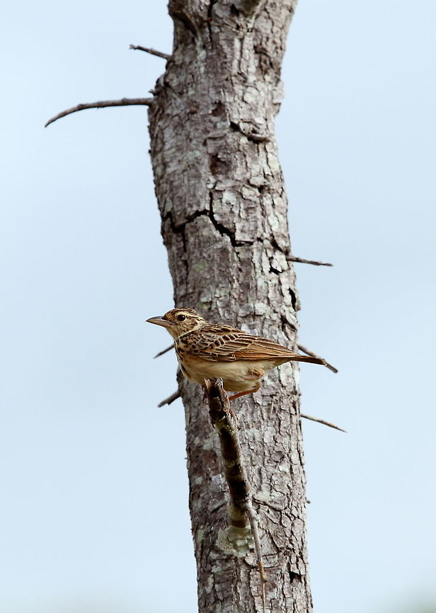 Unknown Bird, Wilpattu National Park, Sri Lanka This was fairly common in the park. I thought it might be a Zitting cisticola, but under closer inspection I don&#039;t think so. Jerdon's bush lark,Mirafra affinis,Sri Lanka,animal,animals,bird,birds