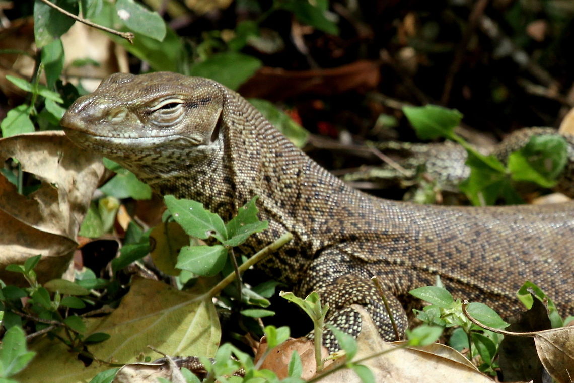 Bengal Monitor, Wilpattu, Sri Lanka  Bengal monitor (Indian monitor),Reptiles,Sri Lanka,Varanus bengalensis,animal,animals,lizard