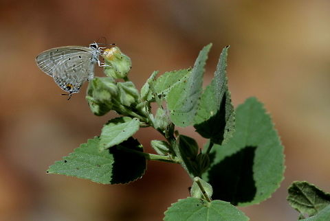 Forget-me-not, Wilpattu National Park, Sri Lanka  Catochrysops strabo,Forget-me-not,Sri lanka,animal,animals,arthropods,athropod athropoda,butterflies,butterfly,insect,insects