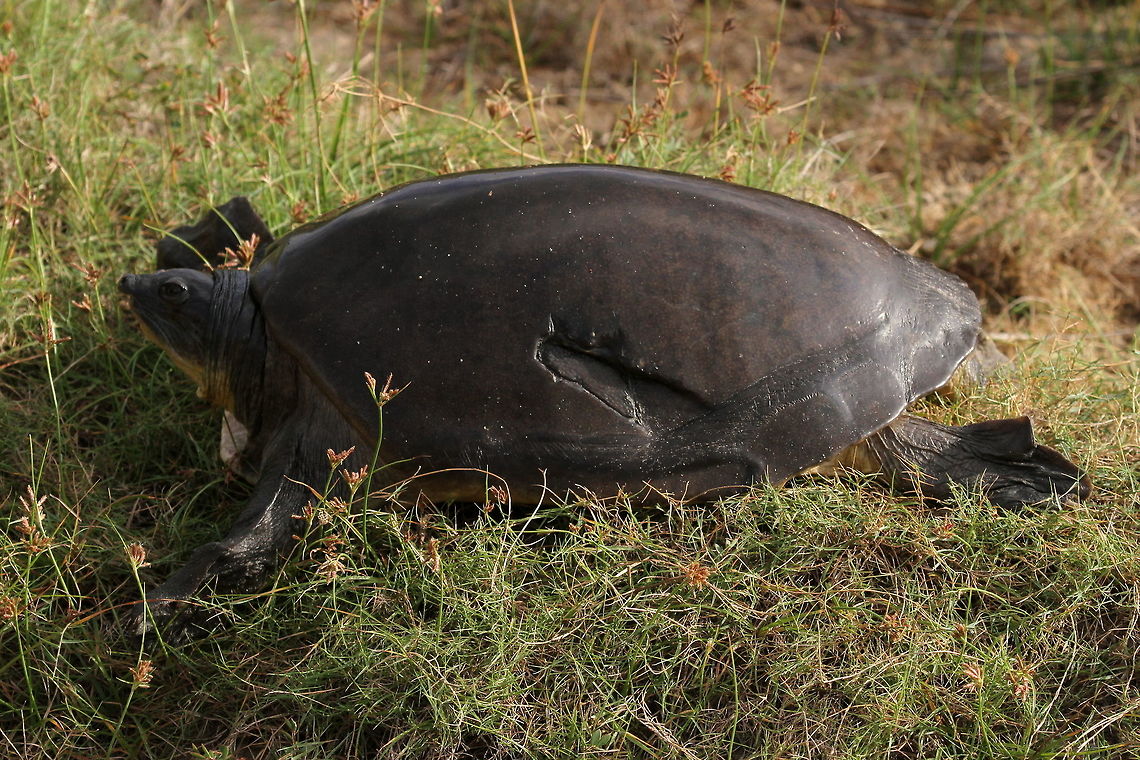 Lissemys ceylonensis,  Flapshell turtle, Wilpattu National Park, Sri Lanka The species cannot be found on the species list provided. However, it is listed in the 2012 Sri Lanka National Red List. It is an endemic. Lissemys ceylonensis,Sri Lankan Flapshell Turtle,amphibian,amphibians,animal,animals,sri lanka,turtle,turtles