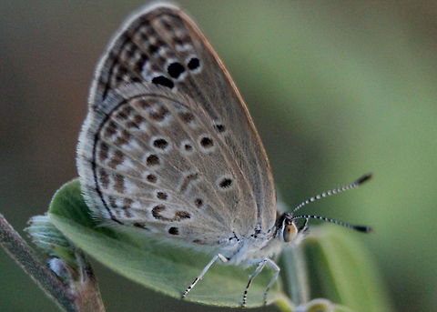 Lesse Grass Blue, Trincomalee, Sri Lanka I'm not sure what this butterfly is, I've been going through a few Sri Lankan butterfly books, including one by Van Der Poorten. I have a feeling that it's a species of grass blue, maybe a lesser grass blue. But I can't be sure. The markings on the hind wings are slightly different and throwing me off.  Lesser grass blue,Sri Lanka,Zizina otis,animal,arthropod,butterflies,butterfly,insect