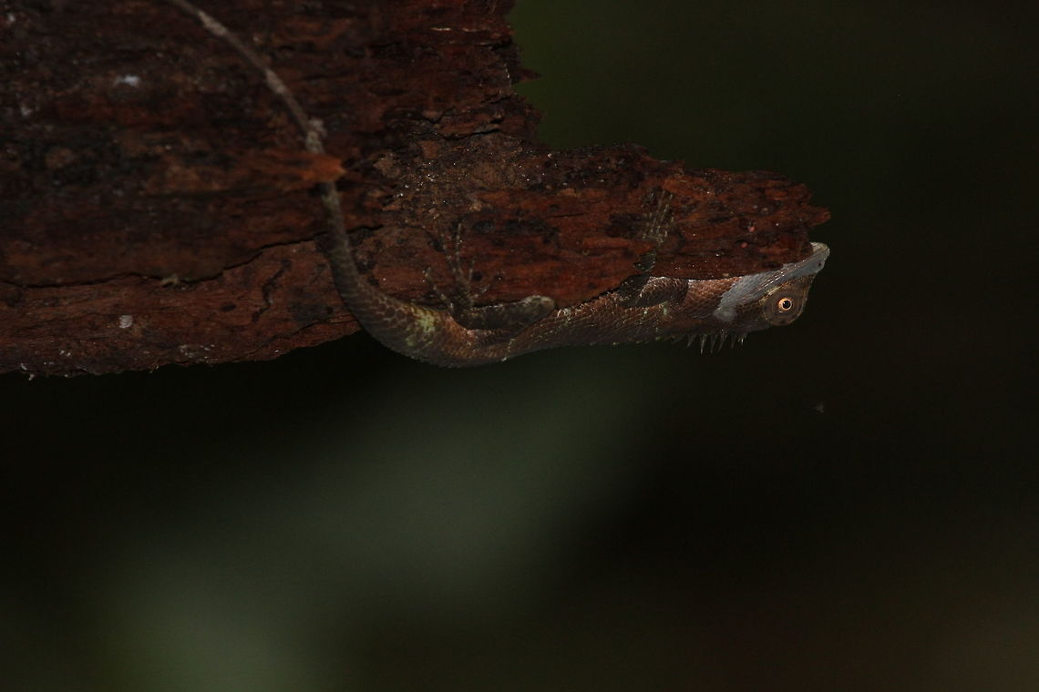 Whistling Lizard, Kottawa, Sri Lanka  Calotes liolepis,Lizard,Reptiles,Whistling Lizard,animal,reptile,sri