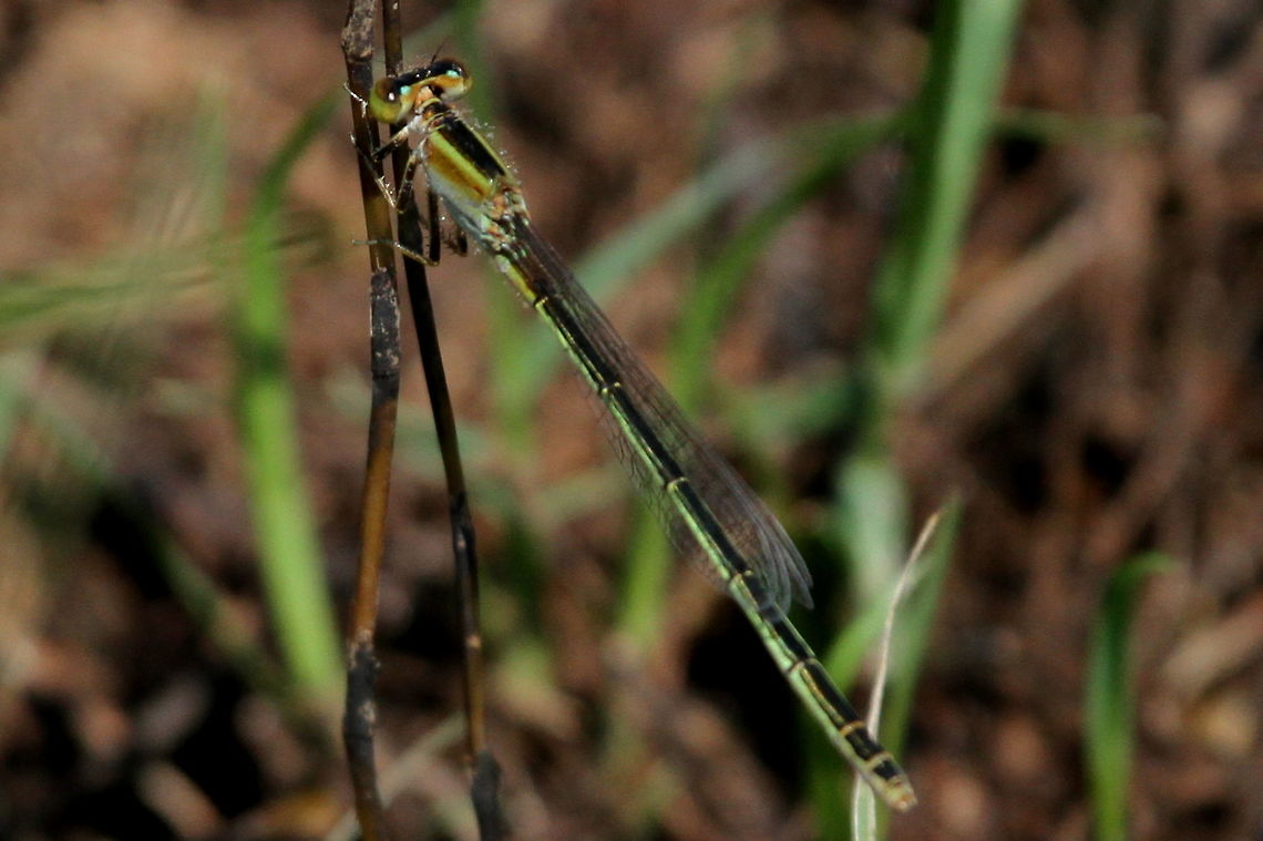 Wandering Wisp, Trincomalee, Sri Lanka Not sure, but fairly certain that this is indeed, Agriocnemis pygmaea.  Agriocnemis pygmaea,Dragonfly,Insects,Pygmy wisp,Sri Lanka,animal,dragonflies,insect