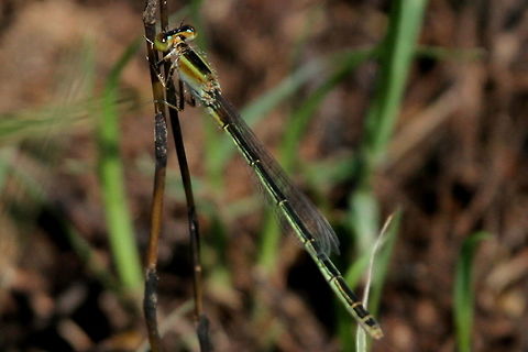 Wandering Wisp, Trincomalee, Sri Lanka Not sure, but fairly certain that this is indeed, Agriocnemis pygmaea.  Agriocnemis pygmaea,Dragonfly,Insects,Pygmy wisp,Sri Lanka,animal,dragonflies,insect