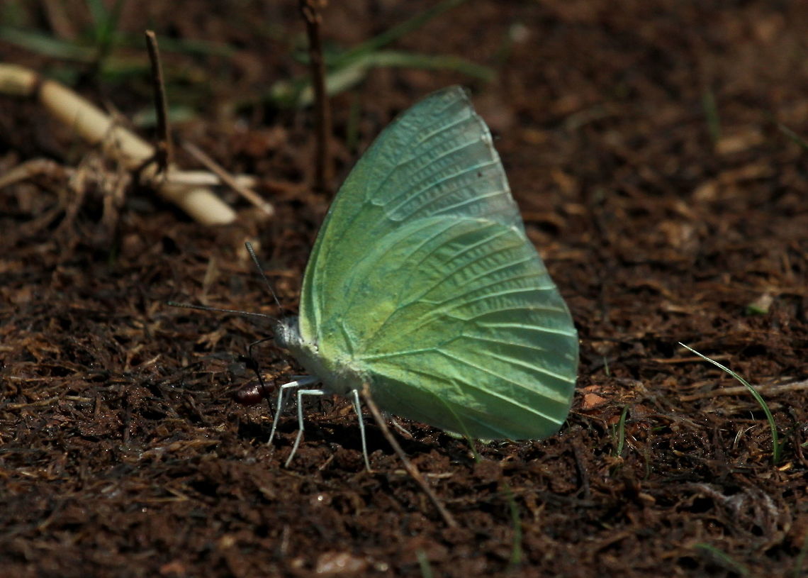 Lemon Emigrant, Trincomalee, Sri Lanka  Butterfly,Catopsilia pomona,Lemon Emigrant,Sri Lanka,animal,butterflies