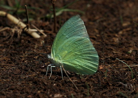 Lemon Emigrant, Trincomalee, Sri Lanka  Butterfly,Catopsilia pomona,Lemon Emigrant,Sri Lanka,animal,butterflies