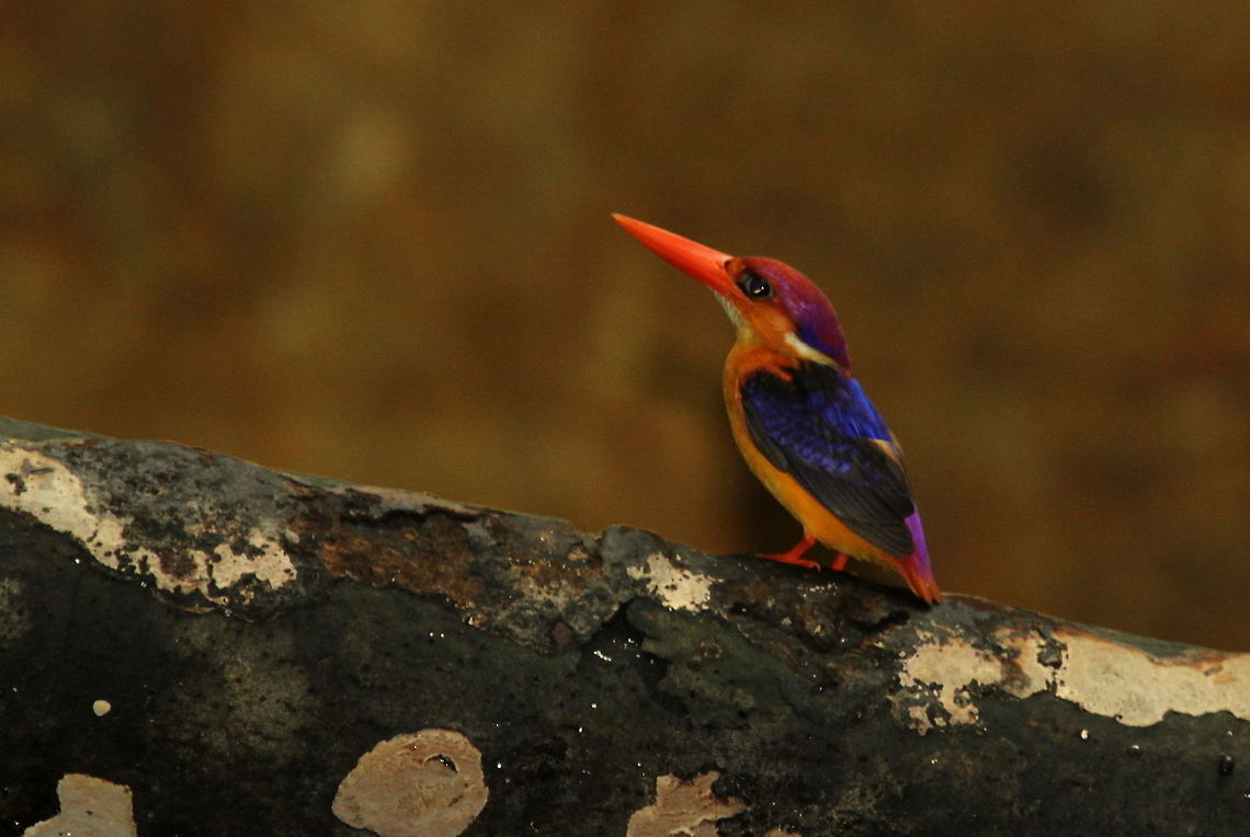 Dwarf Kingfisher, Kottawa, Sri Lanka  Birds,Ceyx erithaca,Kingfisher,Oriental dwarf kingfisher,Sri Lanka,animal,bird