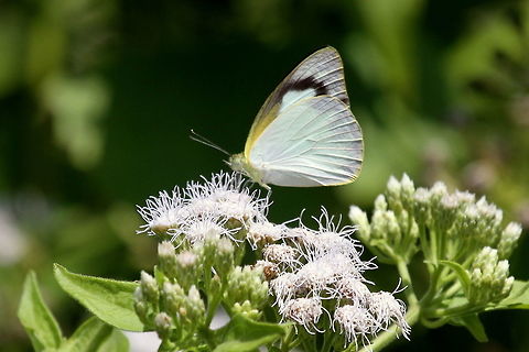 Lesser Albatross, Trincomalee, Sri Lanka Had a hard time identifying this. Still not certain with the ID.  Appias galene,Butterfly,Insects,Sri Lankan lesser albatross,animal,animals,butterflies,insect,sri