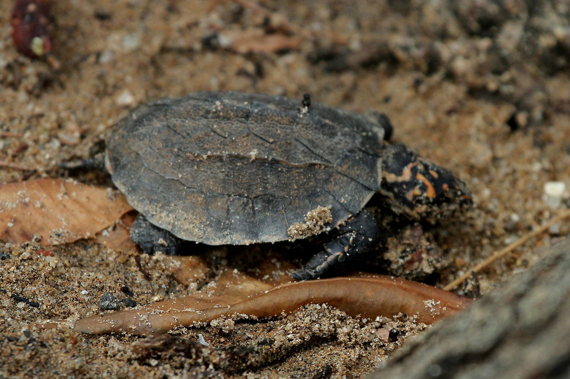 Black Turtle, Trincomalee, Sri Lanka  Indian black turtle,Melanochelys trijuga,Sri Lanka,Turtle,animal,animals