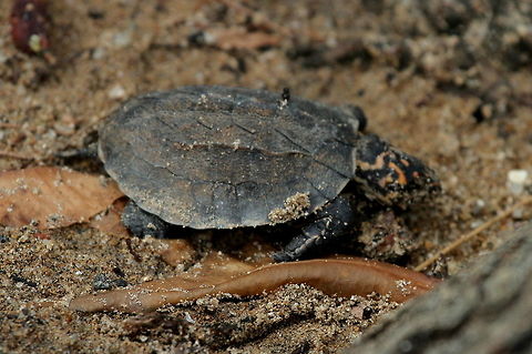Black Turtle, Trincomalee, Sri Lanka  Indian black turtle,Melanochelys trijuga,Sri Lanka,Turtle,animal,animals