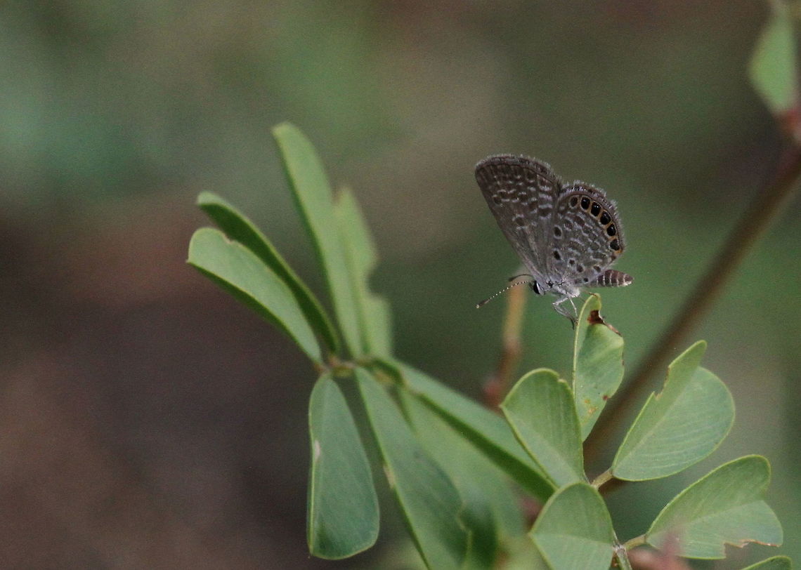 Eastern Grass Jewel, Trincomalee, Sri Lanka  Butterfly,Eastern grass jewel,Freyeria putli,Insects,Sri Lanka,animal,animals,butterflies,insect