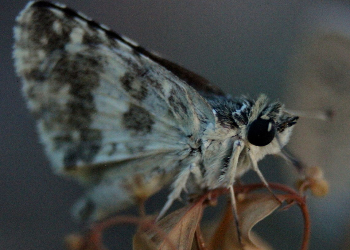 Indian Skipper, Trincomalee, Sri Lanka Fairly certain that this is ID-ed correctly. Do suggest any alternative ID's. Indian Skipper,Insects,Spialia galba,Sri Lanka,animal,animals,insect,skipper