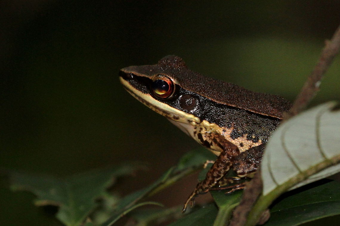 Bronzed Frog, Kottawa, Sri Lanka  Amphibians,Bronzed frog,Hylarana temporalis,Sri Lanka,amphibian,animal,animals,frog,frogs