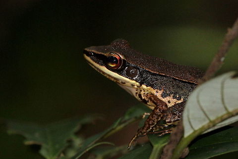Bronzed Frog, Kottawa, Sri Lanka  Amphibians,Bronzed frog,Hylarana temporalis,Sri Lanka,amphibian,animal,animals,frog,frogs