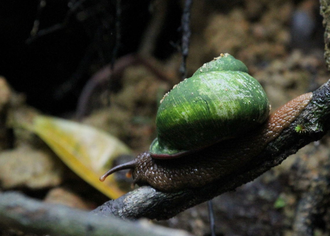 Sri Lanka Red mouthed Lustful Snail, Kottawa, Sri Lanka Fairly certain this is the right ID. The lip was quite red, so pretty explanatory. Any other ID's are welcome!  Acavus haemastoma