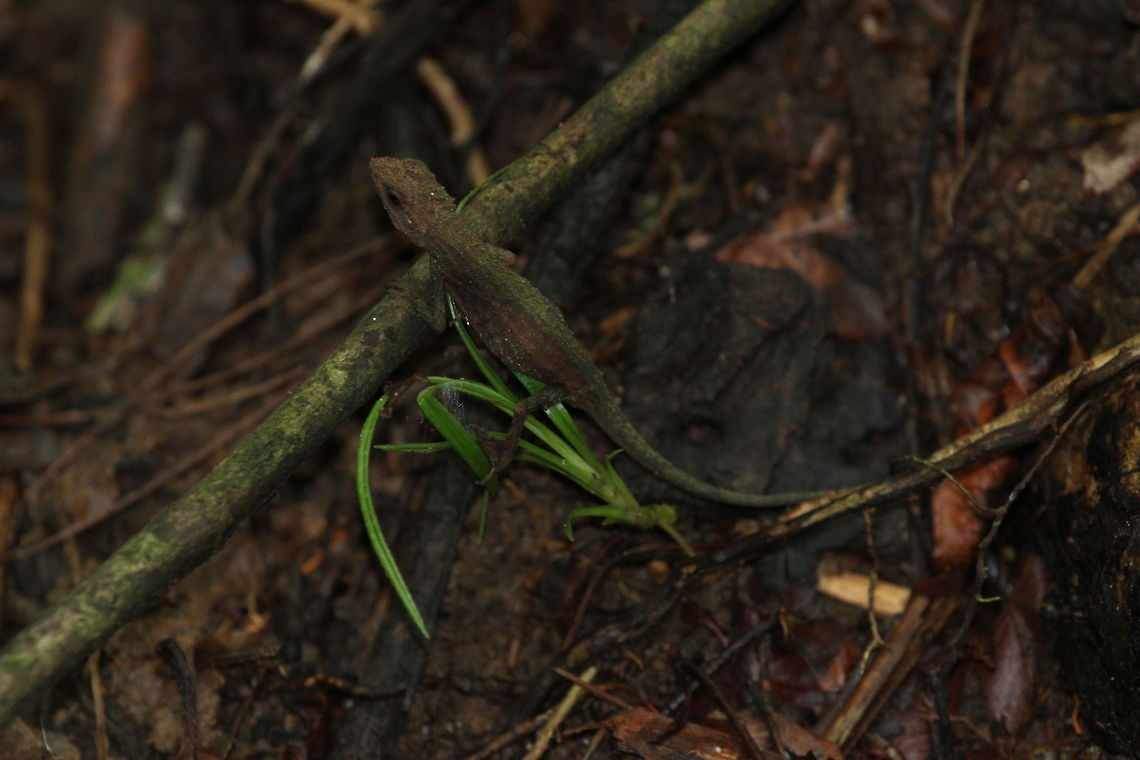 Rough-nosed horned lizard, Kottawa, Sri Lanka I went with a resident herpetologist to Kottawa forest reserve to find C. aspera and we were able to find this single female with eggs. It was perched on a tree root on by the forest floor.  Ceratophora aspera,Lizard,Lizards,Reptiles,Rough-nosed horned lizard,Sri Lanka,animal,animals,reptile