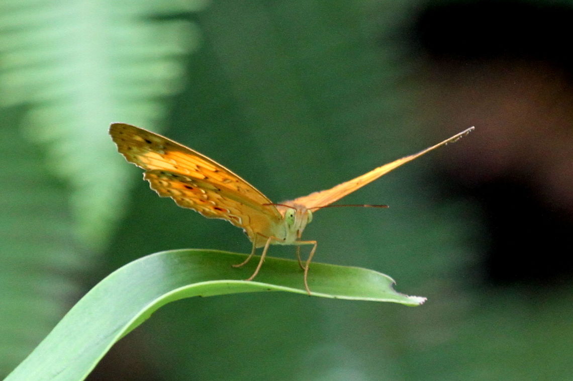 Rustic, Kottawa, Sri Lanka Glimpsed and managed a photograph.  Butterfly,Cupha erymanthis,Insects,Rustic,Sri Lanka,animal,animals,butterflies,insect