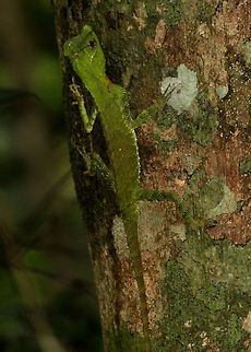 Lyre-headed Lizard, Kottawa, Sri Lanka Found hanging on this tree, ID was confirmed by resident herpetologist who was trekking with us.  Hump-nosed Lizard,Lizard,Lizards,Lyriocephalus scutatus,Sri Lanka,animal,animals