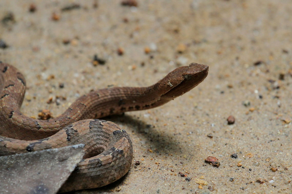 Hump-nosed Viper, Kottawa, Sri Lanka One of the three species of Hypnale found in Sri Lanka. This one was found by the Kottawa forest reserve entrance by the ticketing counter.  Hump-nosed viper,Hypnale hypnale,Reptiles,Snakes,animal,animals,reptile,snake,sri,viper