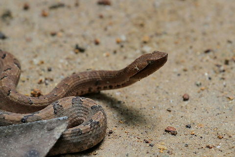 Hump-nosed Viper, Kottawa, Sri Lanka One of the three species of Hypnale found in Sri Lanka. This one was found by the Kottawa forest reserve entrance by the ticketing counter.  Hump-nosed viper,Hypnale hypnale,Reptiles,Snakes,animal,animals,reptile,snake,sri,viper