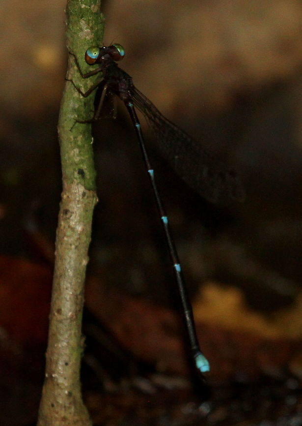 Drepanosticta bine (Bine's Shadowdamsel), Kottawa, Sri Lanka I cannot find this in the species list. This was found in Kottawa Forest Reserve. It's known to be part of the endemic genus Platystictidae. Many of the damselflies in this genus are hard to distinguish, however, this is not necessarily so for this species, due to its tricoloured eyes and its body being completely dark black/brown. It has only very recently been described. <br />
As a reference I used Dragonfly Fauna of Sri Lanka, by Karen Conniff, Nancy Van der Poorten and Matjaž Bedjanič. I also used Dragonflies of Sri Lanka by Gehan De Silva. Damselflies,Dragonfly,Drepanosticta bine,Insects,Sri Lanka,animal,animals,damselfly,dragonflies,insect