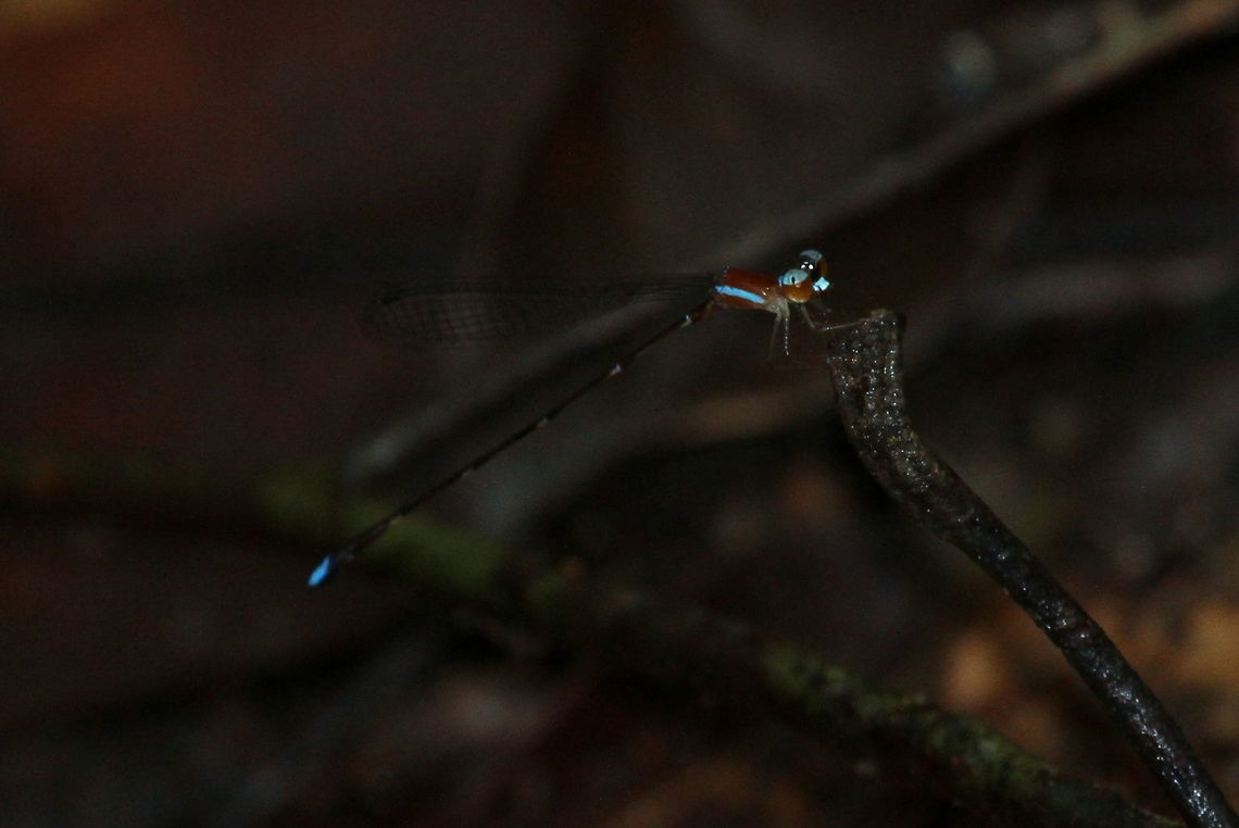 Drepanosticta brincki (Brinck's shadowdamsel), Kottawa, Sri Lanka I cannot find this in the species list. Another one from Platystictidae. This one however is more difficult to ID since it has many commonalities with others in the family. I used the combination of eye/face markings, the stripe on the abdomen and the rusty body colour to ID it, however I cannot be certain with this ID. Once again I used the Dragonfly Fauna of Sri Lanka to ID.  Brincks shadowdamsel,Damselflies,Dragonfly,Drepanosticta brincki,Insects,Sri Lanka,animal,animals,damselfly,dragonflies,insect