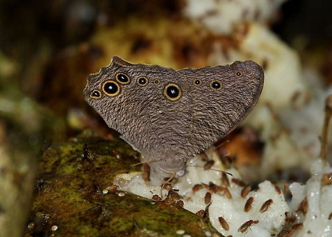 Common Evening Brown, Ambalantota, Sri Lanka Found sipping on the juices of a fallen soursop fruit. Butterfly,Common evening brown,Insects,Melanitis leda,Sri Lanka,animal,animals,butterflies,insect