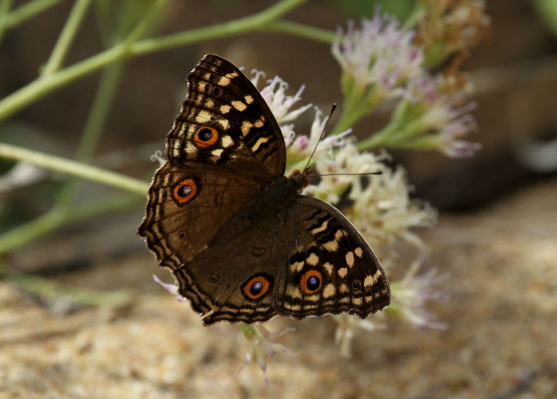 Lemon Pansy, Ambalantota, Sri Lanla  Butterfly,Insects,Junonia lemonias,Lemon Pansy,Sri Lanka,animal,animals,butterflies,insect