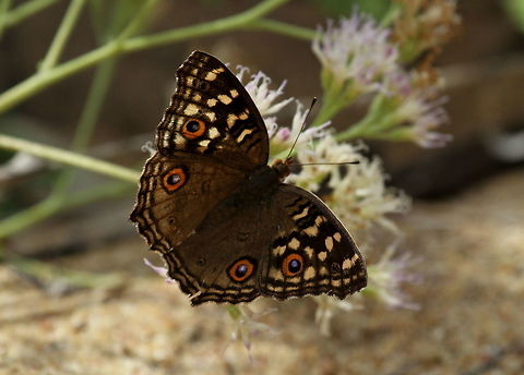 Lemon Pansy, Ambalantota, Sri Lanla  Butterfly,Insects,Junonia lemonias,Lemon Pansy,Sri Lanka,animal,animals,butterflies,insect